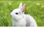 Bun quad