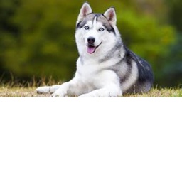 Huskies and corgis hangout btw survive bongo too