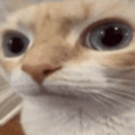 silly cat fanclub