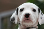 puppy coupon