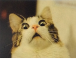 THE CRAZY CAT$$$$$
