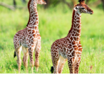 Joyful giraffes