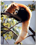 red pandas.