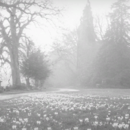 Ethereal Eerie Winter Forest Emo Soft Background
