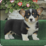 Corgis123