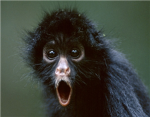 El Screaming Monkeys