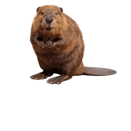 Find the Beavers