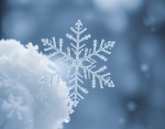 Snowflakes, wall paper
