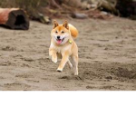 The Doge_GANG