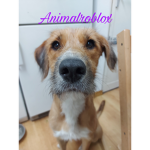 Animalroblox
