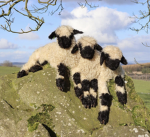 +.The lamb patch!.+