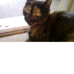 Kitty gangy