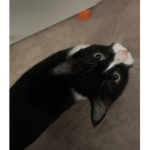 Cats rule my heart