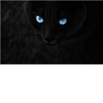 We Are The Cat Lovers