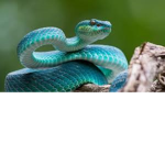 club Snakes
