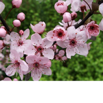 plum blossom tress