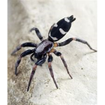 Spiders hunting group
