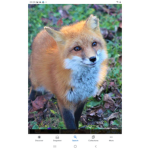 Foxes vibes