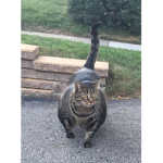T/R/I/N/X