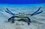 BLUE CRAB