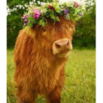 Cow are beautiful creatures
