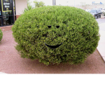 Bushes United