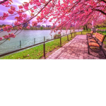 Blosom tree