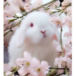 ЗАЙКИ