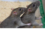 The Rats of survivor<3