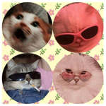 LITTLE CATTIES