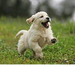 Pup Run