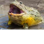 LittleFrogsforlife