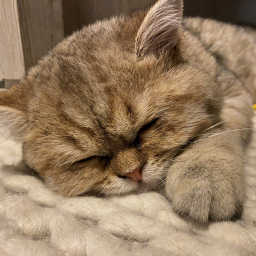 Gizmo Gang Hangout