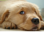 puppy rp