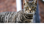 the cat real fan group