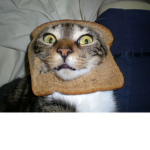 THE ##### CATZZ