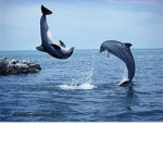 Dolphin's cheer team