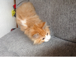 Cats legion