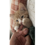 Hellvkitty