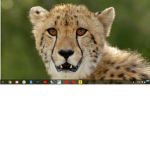teh #cheetah squad