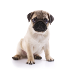 Pug Luvs