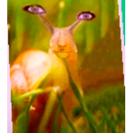 Snails (for melanies fans)