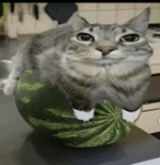 Watermelon cat clan