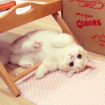 Kittykat:)