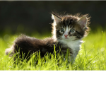 cats group meow
