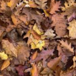 ᓚᘏᗢ ꒰ 🍁 🍂 ꒱ ﹒｡