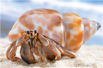 Hermit Crab Lovers/Owners Of Roblox