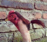nugets de pollo