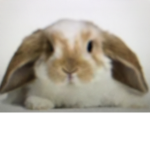 Welcome my Bunnies!!