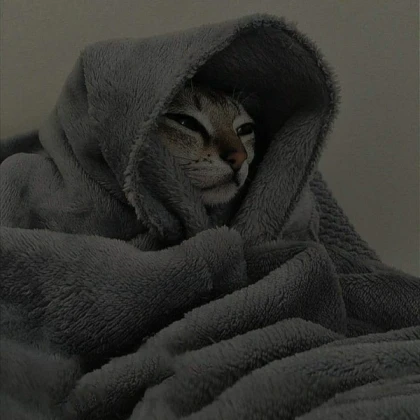 Sleepy cat